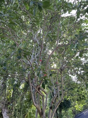 Jatropha integerrima