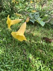 Allamanda schottii