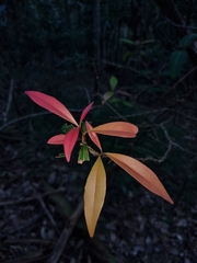 Samadera