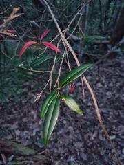 Samadera