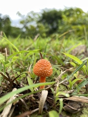Agaricus trisulphuratus