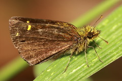 Metisella