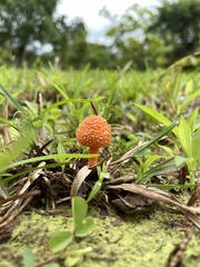 Agaricus trisulphuratus