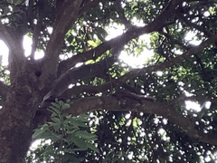 Oriolus chinensis
