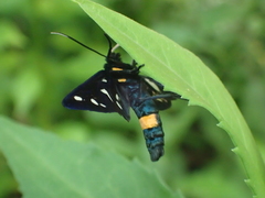 Amata phegea