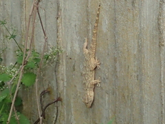 Tarentola mauritanica