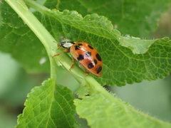 Harmonia axyridis