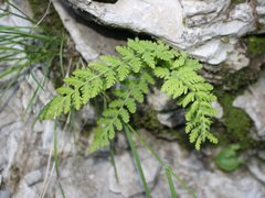 Woodsia caucasica