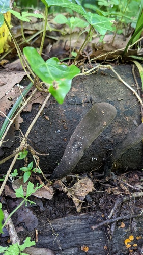 マメザヤタケ