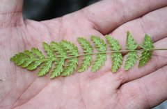 Woodsia caucasica