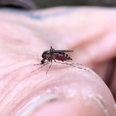 Aedes camptorhynchus
