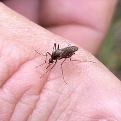 Aedes camptorhynchus