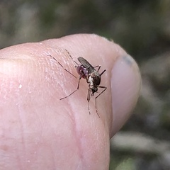 Aedes camptorhynchus