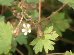 Geranium rotundifolium