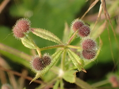 Galium aparine