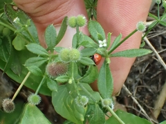 Galium aparine