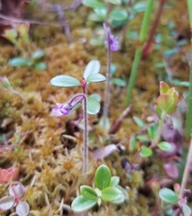 Pinguicula villosa