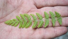 Woodsia caucasica