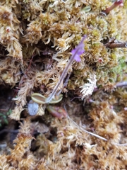 Pinguicula villosa
