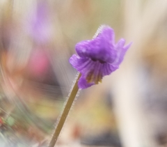 Pinguicula villosa