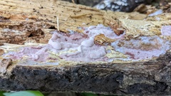 Abundisporus pubertatis