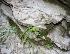 Woodsia caucasica