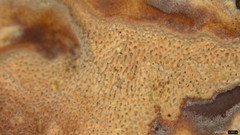 Abundisporus pubertatis