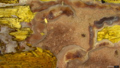 Abundisporus pubertatis