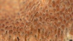 Abundisporus pubertatis