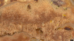 Abundisporus pubertatis