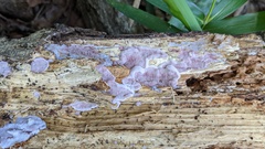 Abundisporus pubertatis