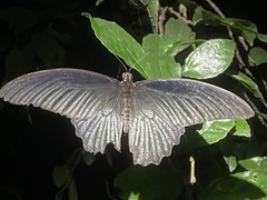 Papilio protenor