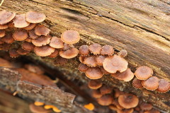 Psathyrella echinata