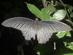 Papilio protenor
