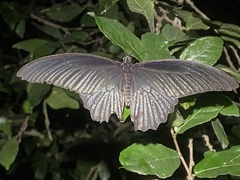 Papilio protenor