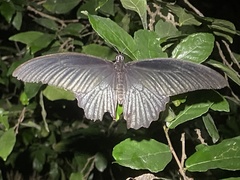Papilio protenor