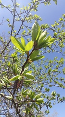Populus suaveolens