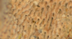 Abundisporus pubertatis