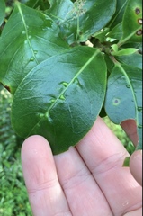 Acalitus intertextus