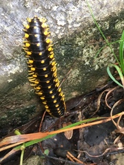 Rhysodesminae