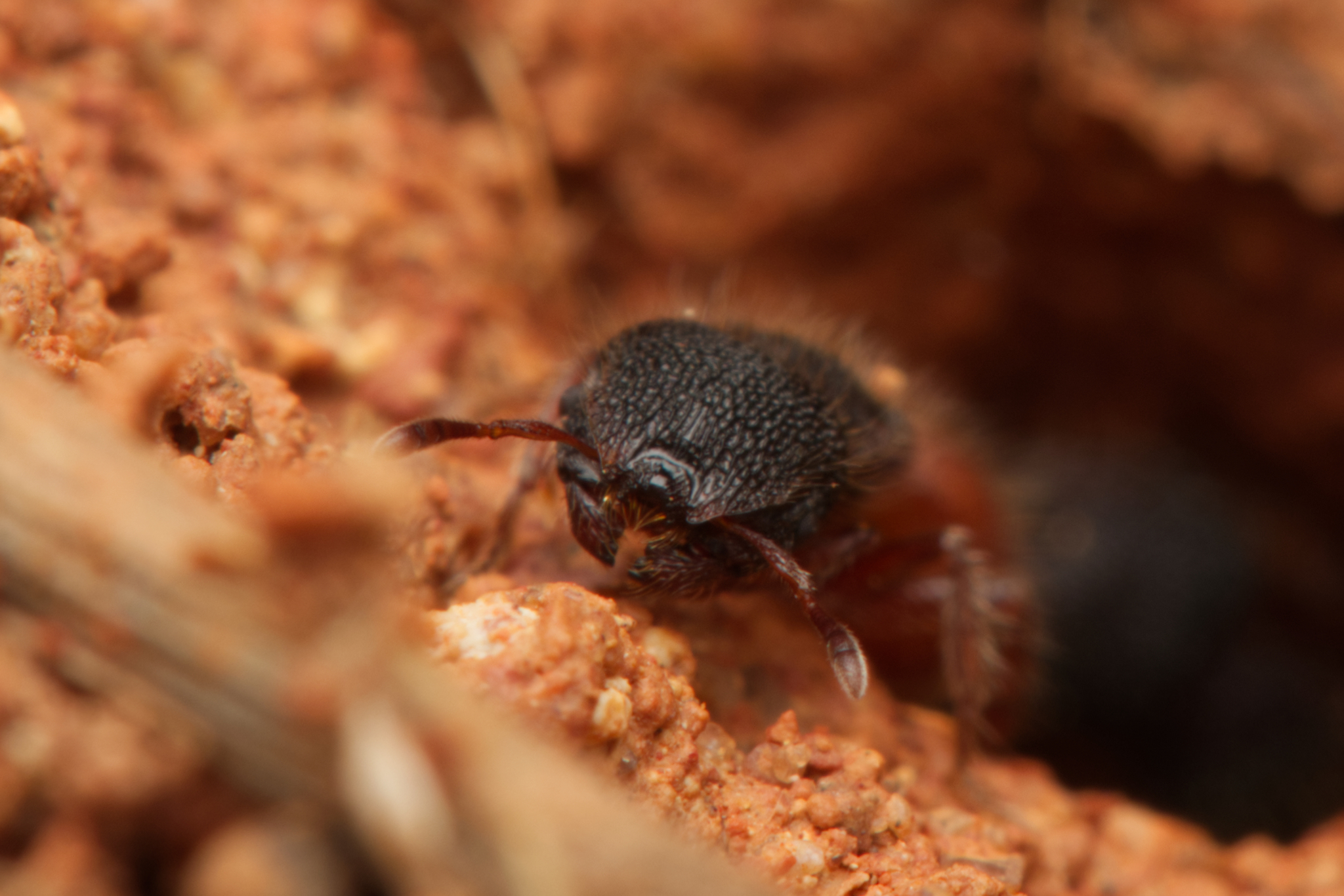 Meranoplus christinae