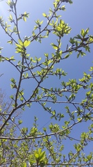 Populus suaveolens