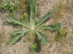 Hypochaeris maculata