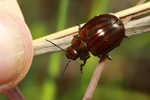 Chrysolina superba