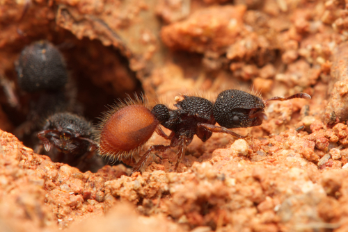 Meranoplus christinaeMeranoplus christinae