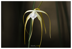 Brassavola cucullata