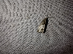 Notocelia cynosbatella