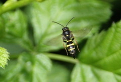 Argogorytes mystaceus