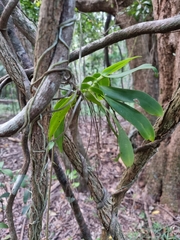 Peristeranthus hillii