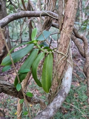 Peristeranthus hillii